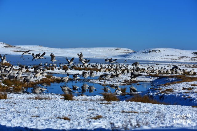 昭通大山包黑頸鶴（開屏新聞?dòng)浾?申時(shí)勛 通訊員 鄭遠(yuǎn)見 吳太平 攝）