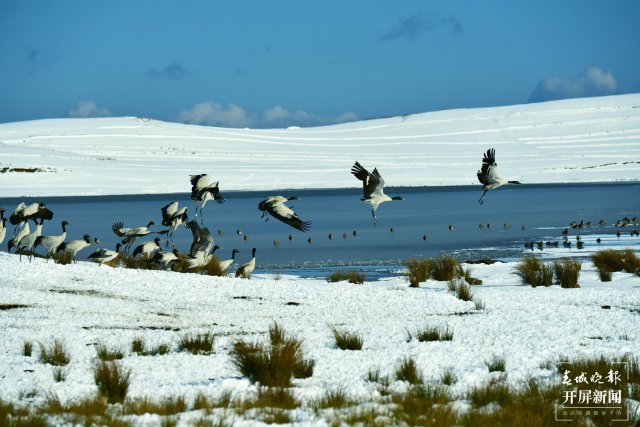 昭通大山包黑頸鶴（開屏新聞?dòng)浾?申時(shí)勛 通訊員 鄭遠(yuǎn)見 吳太平 攝）