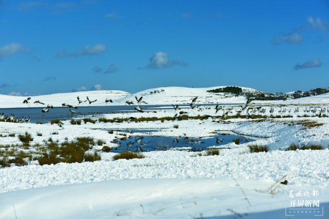 昭通大山包黑頸鶴（開屏新聞?dòng)浾?申時(shí)勛 通訊員 鄭遠(yuǎn)見 吳太平 攝）
