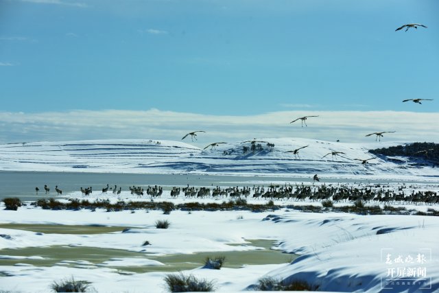 昭通大山包黑頸鶴（開屏新聞?dòng)浾?申時(shí)勛 通訊員 鄭遠(yuǎn)見 吳太平 攝）