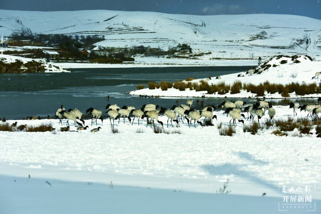 昭通大山包黑頸鶴（開屏新聞?dòng)浾?申時(shí)勛 通訊員 鄭遠(yuǎn)見 吳太平 攝）