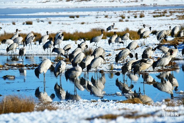 昭通大山包黑頸鶴（開屏新聞?dòng)浾?申時(shí)勛 通訊員 鄭遠(yuǎn)見 吳太平 攝）