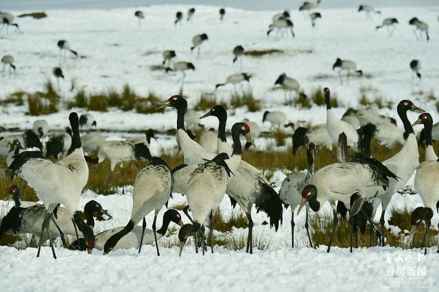 昭通大山包黑頸鶴（開屏新聞?dòng)浾?申時(shí)勛 通訊員 鄭遠(yuǎn)見 吳太平 攝）