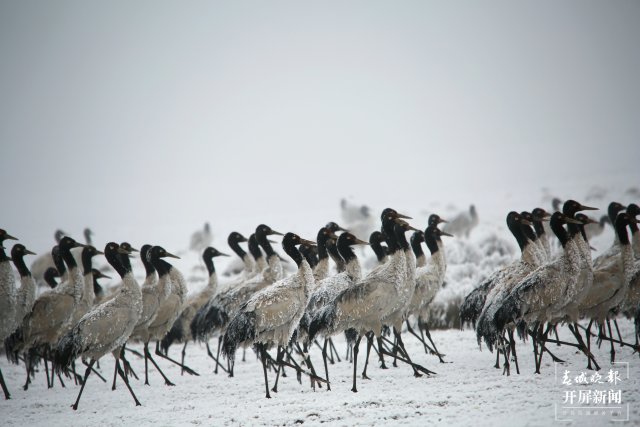 昭通大山包黑頸鶴（開屏新聞?dòng)浾?申時(shí)勛 通訊員 鄭遠(yuǎn)見 吳太平 攝）