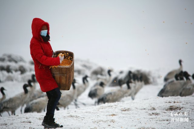 昭通大山包黑頸鶴（開屏新聞?dòng)浾?申時(shí)勛 通訊員 鄭遠(yuǎn)見 吳太平 攝）