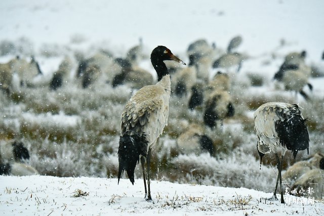昭通大山包黑頸鶴（開屏新聞?dòng)浾?申時(shí)勛 通訊員 鄭遠(yuǎn)見 吳太平 攝）