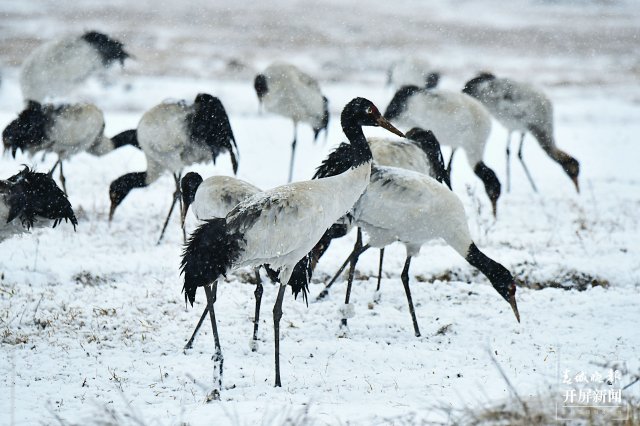 昭通大山包黑頸鶴（開屏新聞?dòng)浾?申時(shí)勛 通訊員 鄭遠(yuǎn)見 吳太平 攝）