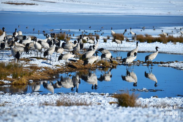 昭通大山包黑頸鶴（開屏新聞?dòng)浾?申時(shí)勛 通訊員 鄭遠(yuǎn)見 吳太平 攝）