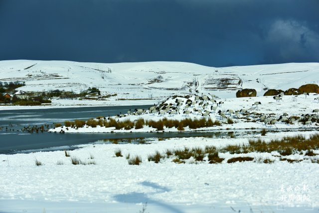 昭通大山包黑頸鶴（開屏新聞?dòng)浾?申時(shí)勛 通訊員 鄭遠(yuǎn)見 吳太平 攝）