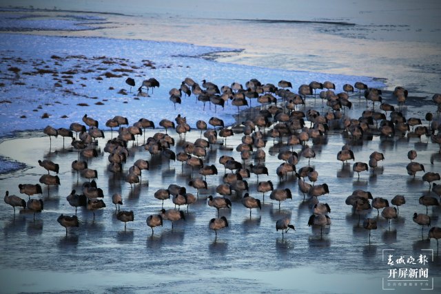 昭通大山包黑頸鶴（開屏新聞?dòng)浾?申時(shí)勛 通訊員 鄭遠(yuǎn)見 吳太平 攝）