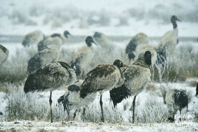 美出天際！昭通大山包保護區(qū)現(xiàn)霧凇景觀，現(xiàn)場很震撼...