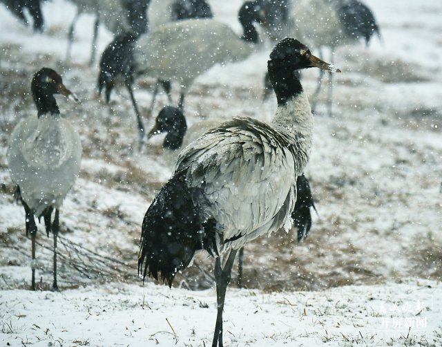 美出天際！昭通大山包保護區(qū)現(xiàn)霧凇景觀，現(xiàn)場很震撼...