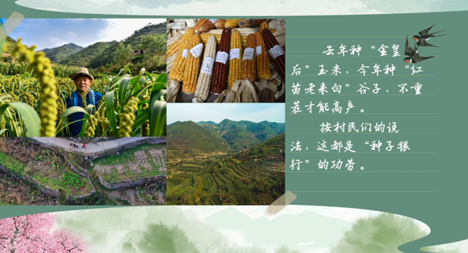 【有聲手賬】春耕時(shí)節(jié)，我們?cè)谛袆?dòng)④：“種子銀行”綠化兩千多畝梯田