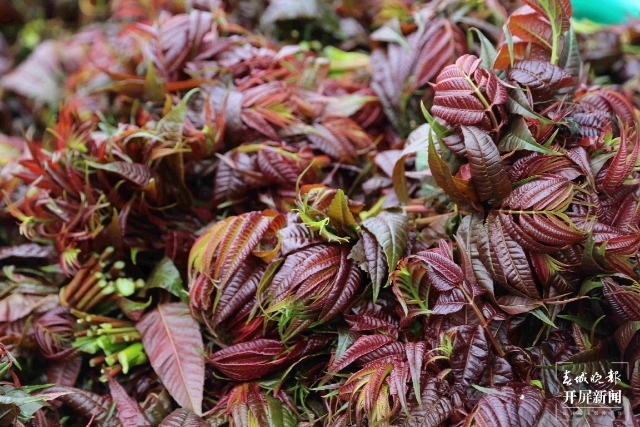 曲靖香椿（開屏記者蔣瓊波及通訊員攝影報道）