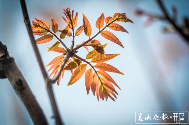 如果你勁椎病，采摘香椿最適合你 (3).jpg