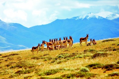 三江源國(guó)家公園:共治共建共享 生態(tài)紅利持續(xù)釋放 三江源國(guó)家公園:共治共建共享 生態(tài)紅利持續(xù)釋放