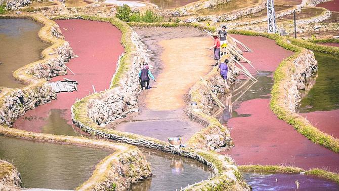 梯田春耕忙 風(fēng)景美如畫。綠春縣融媒體中心供圖(63).jpg?x-oss-process=style/w10