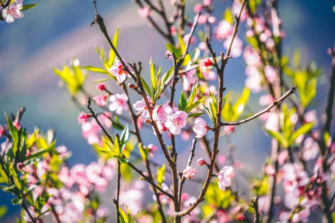 梯田春耕忙 風(fēng)景美如畫。綠春縣融媒體中心供圖(75).jpg?x-oss-process=style/w10