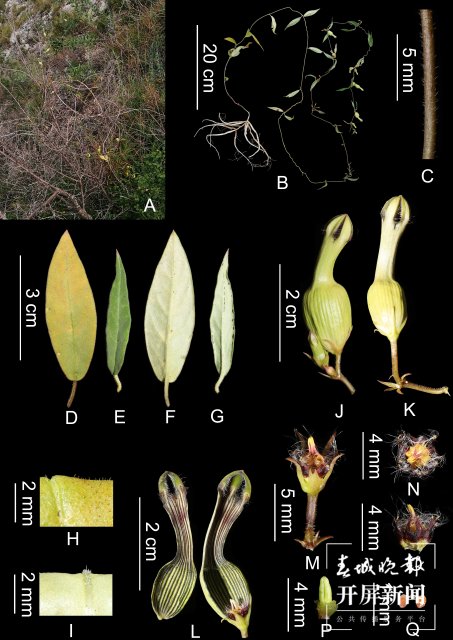 玉溪易門縣發(fā)現(xiàn)植物新種綠汁江吊燈花(通訊員 馬興達 攝)