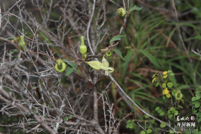 玉溪易門縣發(fā)現(xiàn)植物新種綠汁江吊燈花(通訊員 馬興達 攝)