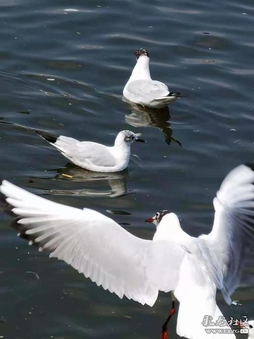 16460225416571840930601919514_197148