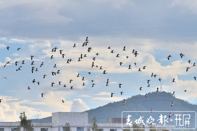 保山昌寧:灰頭麥雞集群歸(崔敏 通訊員 吳再忠 攝影報道)