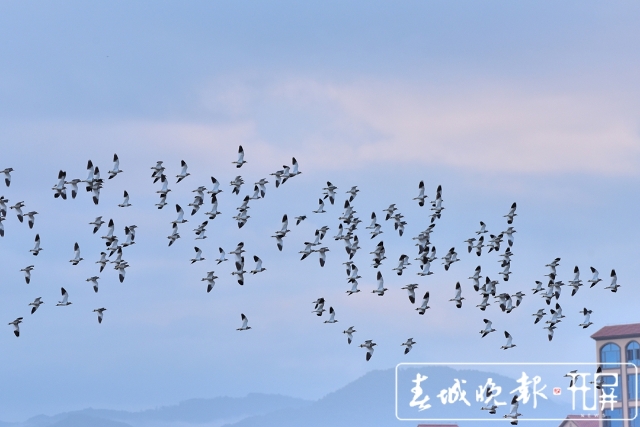 保山昌寧:灰頭麥雞集群歸(崔敏 通訊員 吳再忠 攝影報道)