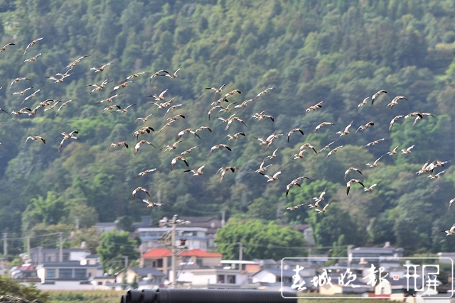 保山昌寧:灰頭麥雞集群歸(崔敏 通訊員 吳再忠 攝影報道)