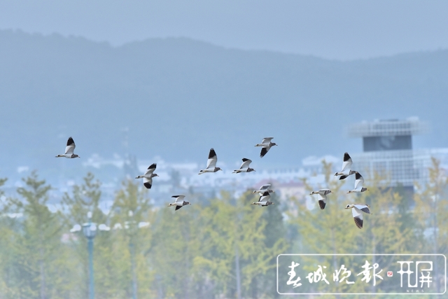 保山昌寧:灰頭麥雞集群歸(崔敏 通訊員 吳再忠 攝影報道)