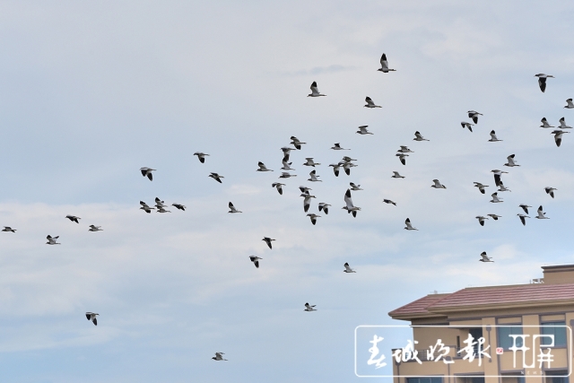 保山昌寧:灰頭麥雞集群歸(崔敏 通訊員 吳再忠 攝影報道)