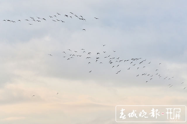 保山昌寧:灰頭麥雞集群歸(崔敏 通訊員 吳再忠 攝影報道)