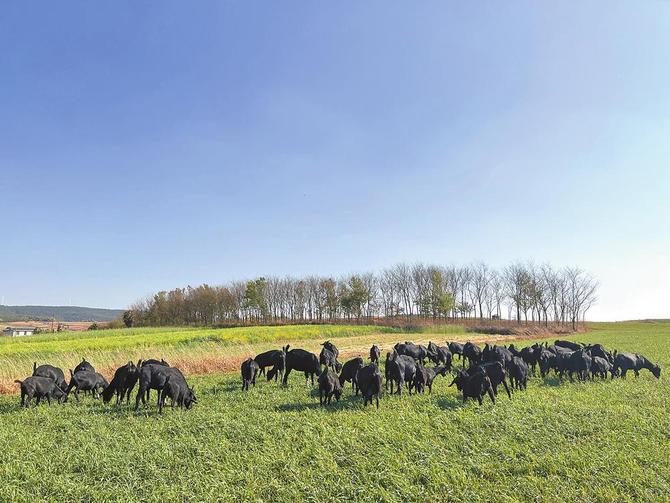 743d0add-0732-4224-aab0-c49c96f2c30d 743d0add-0732-4224-aab0-c49c96f2c30d