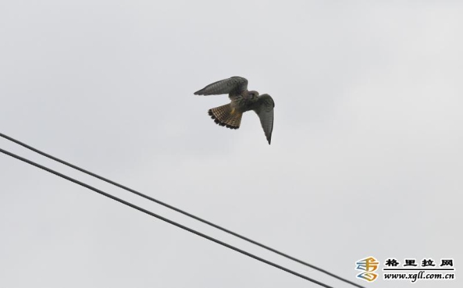 53196617-fd8a-42f0-b83b-f8b0ee9de0dc_batchwm