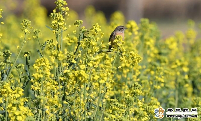 2bb31d33-32e9-44b6-8ac3-9aa421b29c3e_batchwm