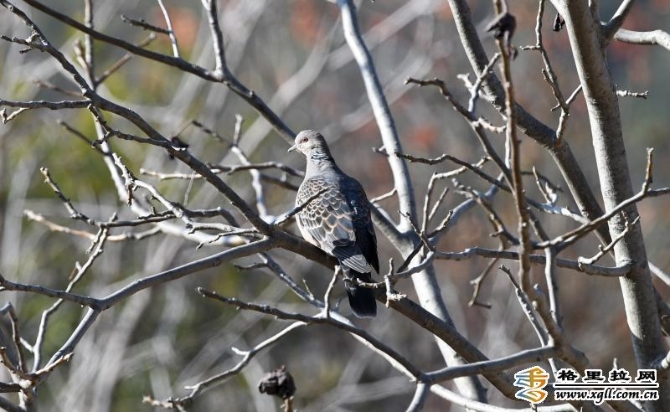 07e158e7-a039-41c2-bd16-31e28bbbaefb_batchwm