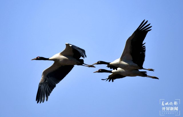 千余只黑頸鶴大部隊(duì)飛離云南會澤！ 蔣瓊波 通訊員 代玉春 楊鳳蘭 周朝祥 攝