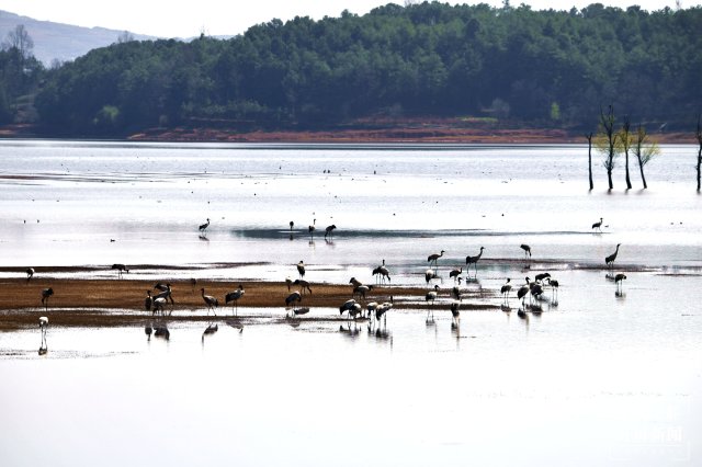千余只黑頸鶴大部隊(duì)飛離云南會澤！ 蔣瓊波 通訊員 代玉春 楊鳳蘭 周朝祥 攝