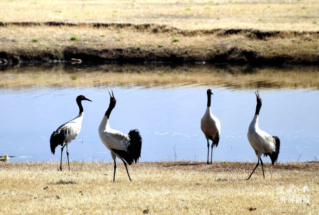 千余只黑頸鶴大部隊(duì)飛離云南會澤！ 蔣瓊波 通訊員 代玉春 楊鳳蘭 周朝祥 攝
