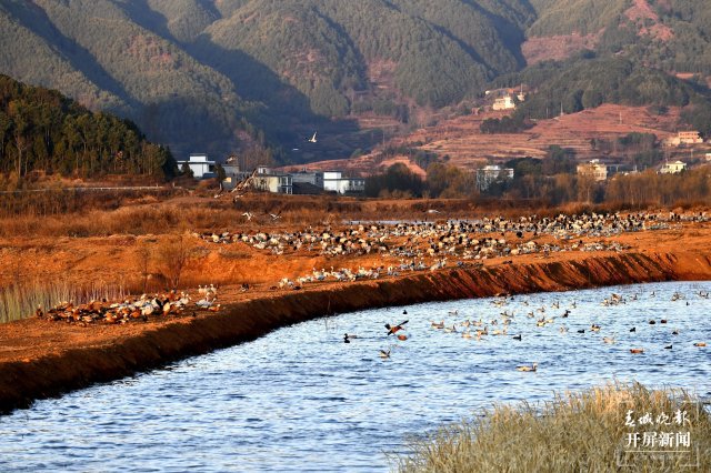千余只黑頸鶴大部隊(duì)飛離云南會澤！ 蔣瓊波 通訊員 代玉春 楊鳳蘭 周朝祥 攝