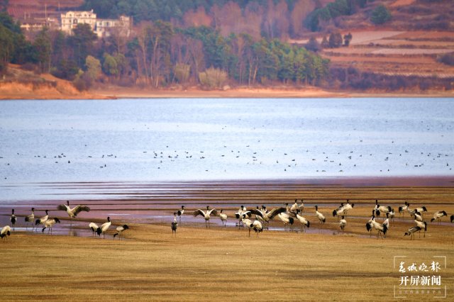 千余只黑頸鶴大部隊(duì)飛離云南會澤！ 蔣瓊波 通訊員 代玉春 楊鳳蘭 周朝祥 攝