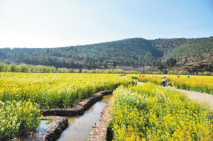 安寧牧羊湖畔彩色油菜花海。記者劉凱達攝