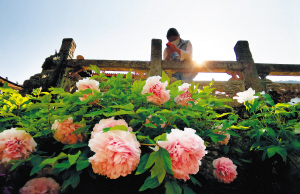 華亭寺牡丹開正艷。記者黃曉松攝