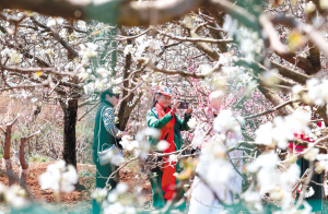 萬溪沖梨花醉游人。記者李海曦攝