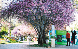 西華公園海棠引客來。記者楊艷輝攝