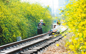 已停運的原昆石線鐵路兩邊盛開的迎春花綿延數(shù)公里。記者黃曉松攝