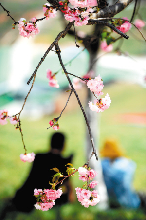 圓通櫻花美如畫。記者趙偉攝