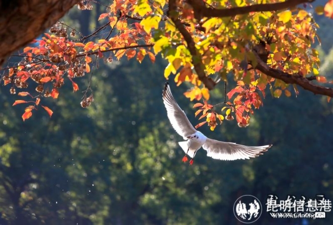 16479547484867372937788446013_19738 16479547484867372937788446013_19738