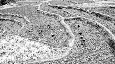 天地啟春色 萬物共“耕”新——全國(guó)春耕備耕狀況觀察