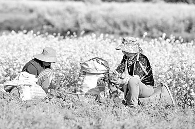 天地啟春色 萬物共“耕”新——全國(guó)春耕備耕狀況觀察