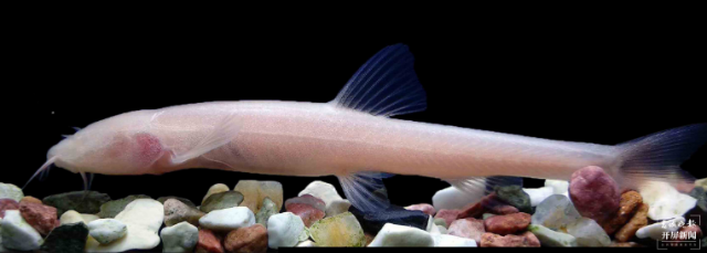云南科研人員在地下河流中發(fā)現(xiàn)魚類新種1.png